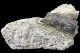 Unprepared Sauropod Limb Bone Section - Colorado #119921-2